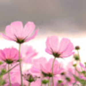 Meet your Posher, Teuta